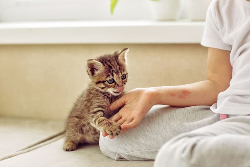 a girl playing with kitten on the sofa
