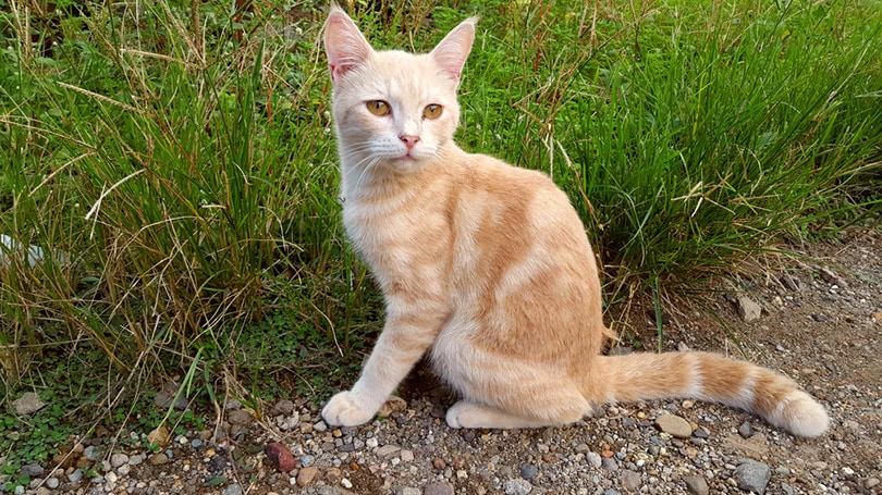 a javanese cat sitting outdoor