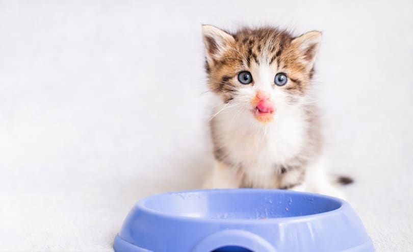 a kitten eats food from a large plastic bowl