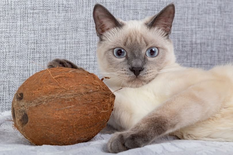a kitten playing with coconut