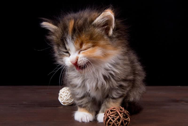 a kitten sneezing while playing with ball shaped toys