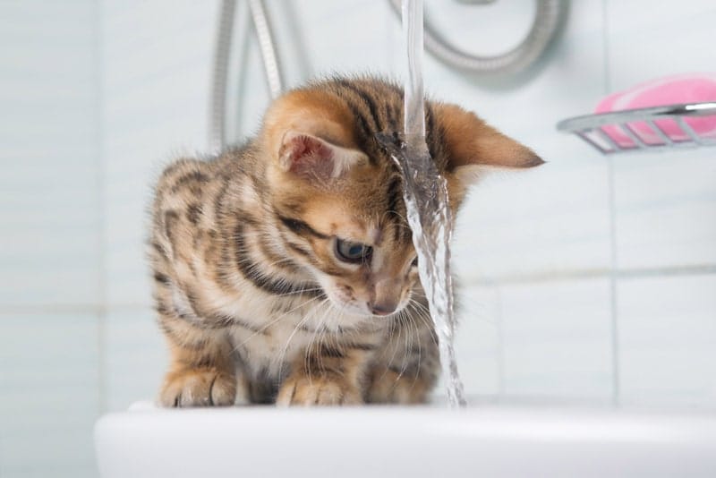 a kitten watching the water flowing to the bathtub