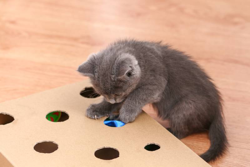 a little kitten playing with a DIY cardboard toy