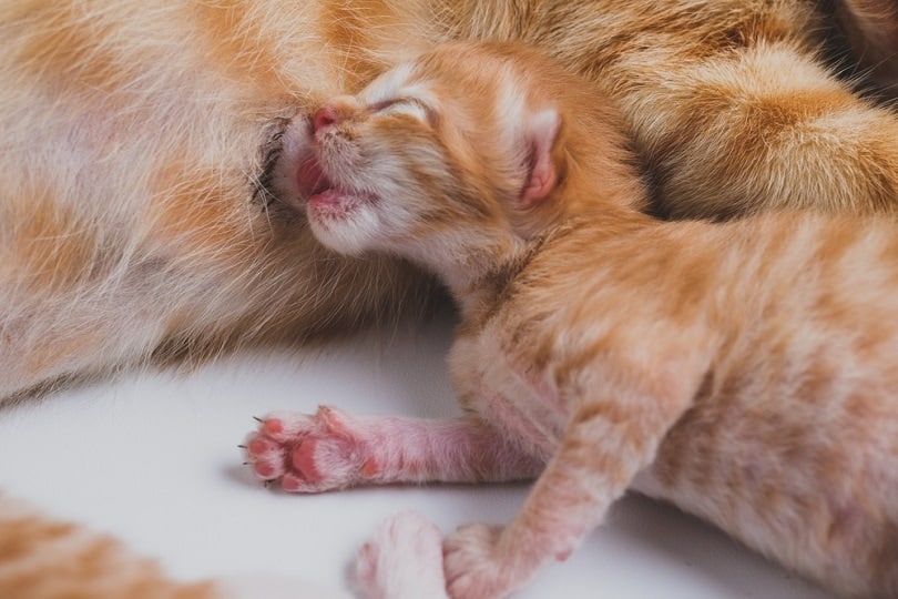 a newborn kitten drinks its mother's milk
