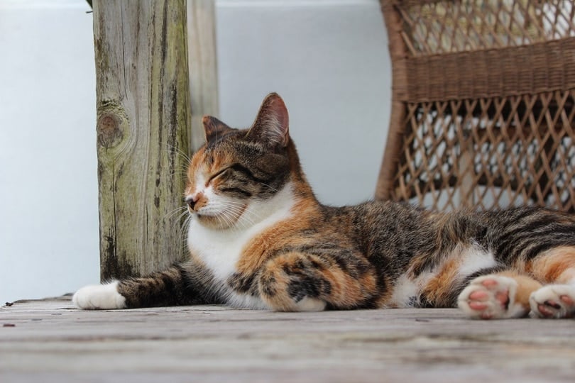a patched tabby cat lying outdoors