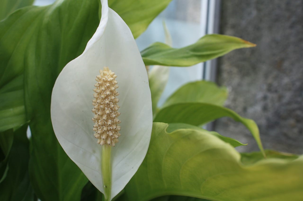 a peace lily