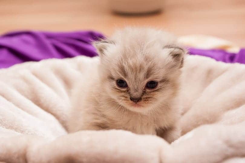 a persian kitten