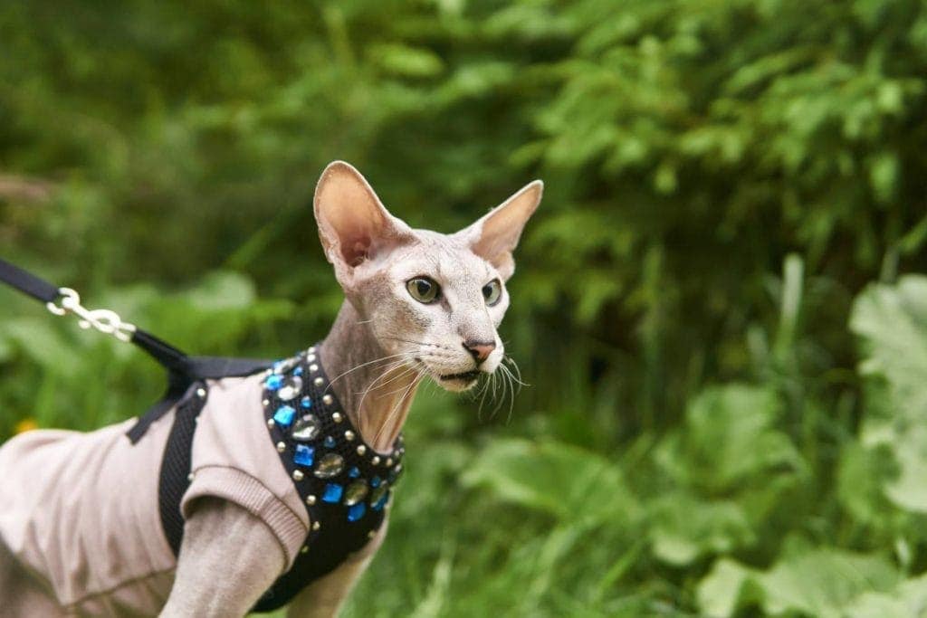 a peterbald cat spending time walking outdoors in a leash