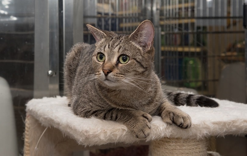 a polydactyl macerel tabby cat