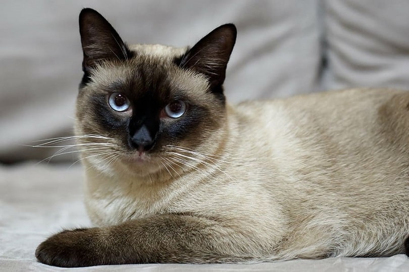 a portrait of snowshoe siamese cat