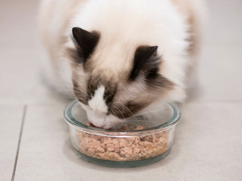 a ragdoll cat eating from a glass bowl