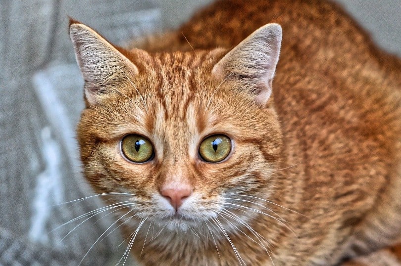 a red tabby cat looking at the camera