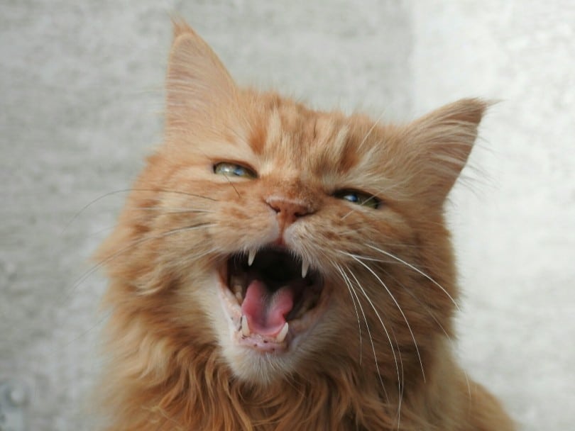 a red tabby cat opening its mouth
