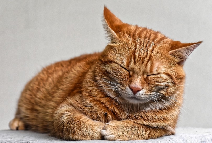 a red tabby cat