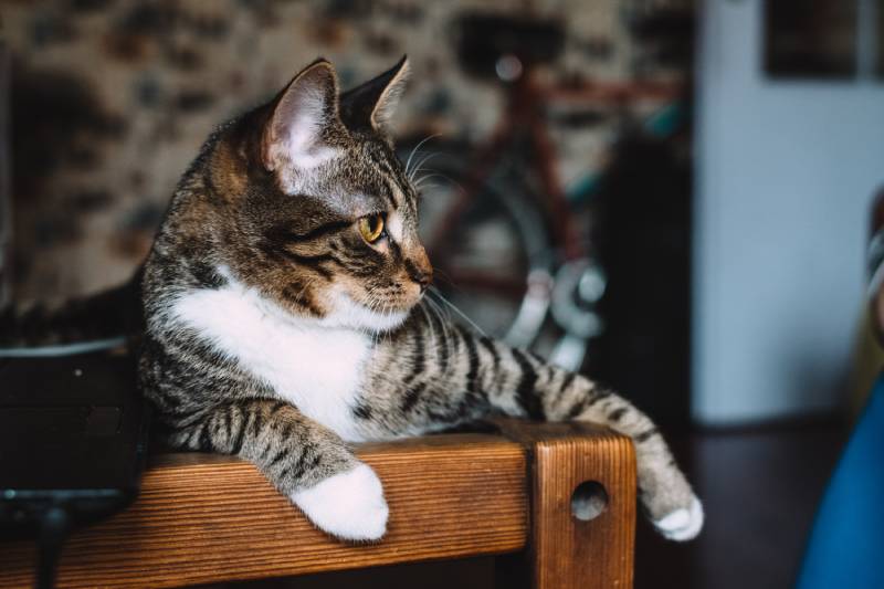 a sassy cat on top of wooden furniture