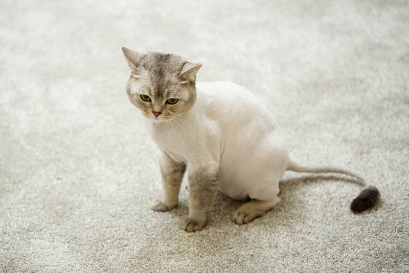 a scottish fold cat with a cool shaved haircut