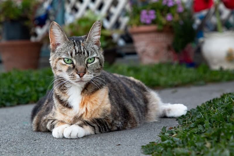 a senior tabby cat lying in the front yard