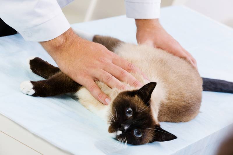 a-siamese-cat-getting-examined-by-a-vet-at-the-clinic
