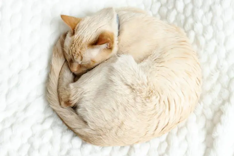 a siamese cat in a curled up sleeping position