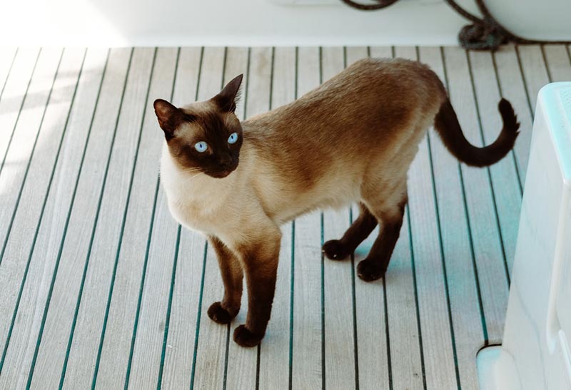 a siamese cat on the deck of a boat