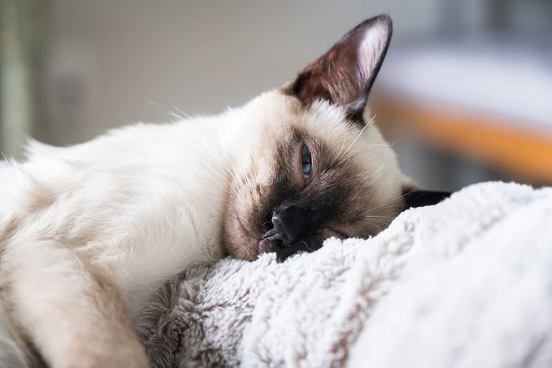 a-sick-balinese-cat_beka-venezia_Shutterstock