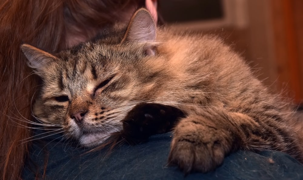 a sick siberian cat being carried by owner