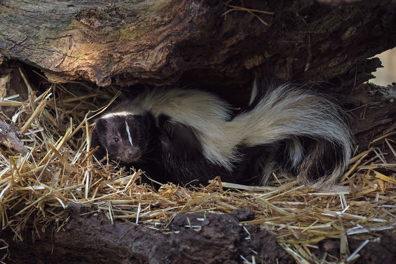 a skunk