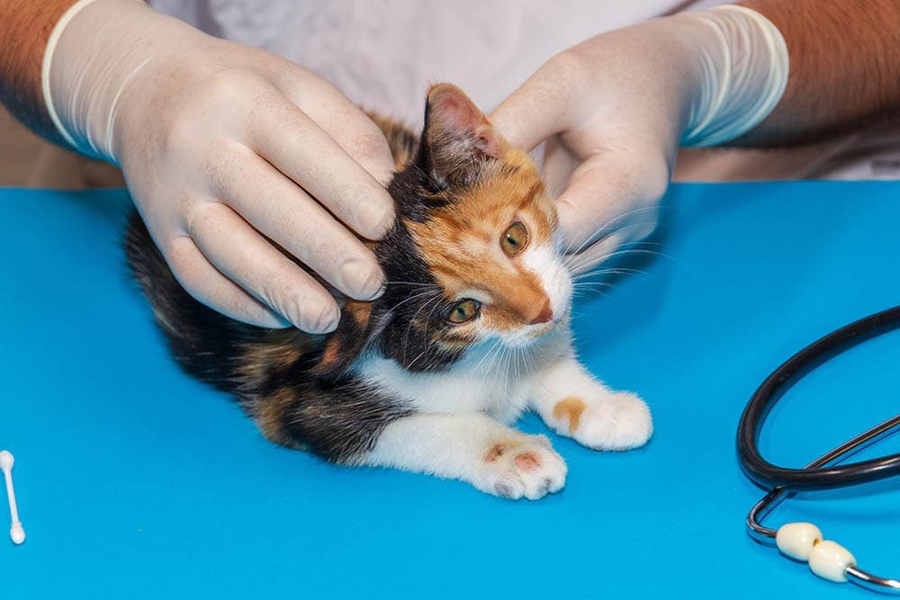 a small kitten getting examined at the vet's clinic