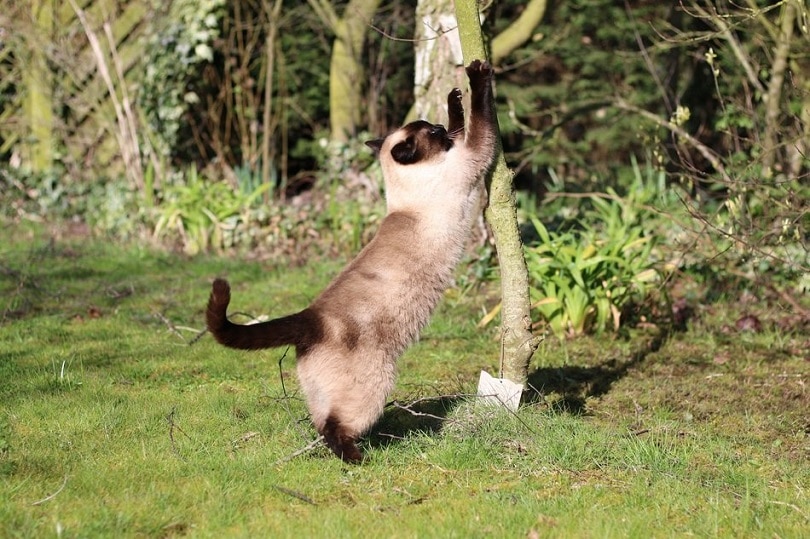 a snowshoe siamese cat stretching