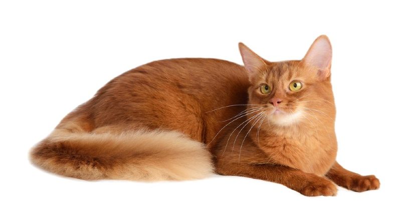 a sorrel somali cat