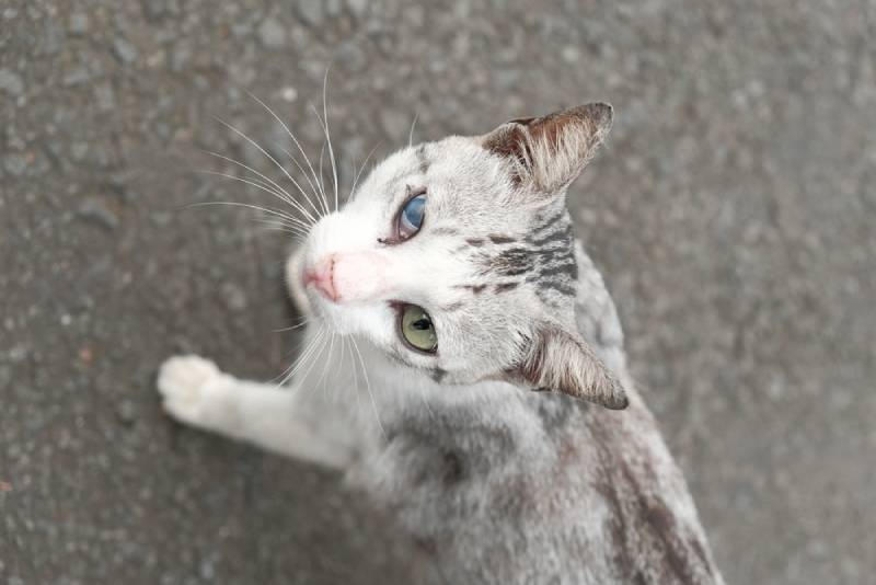 a stray cat outdoors with keratitis