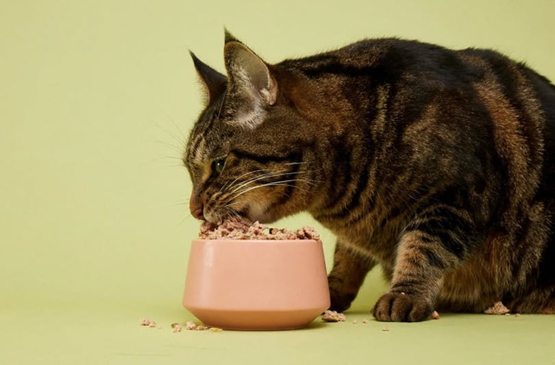 a tabby cat eating smalls pet food