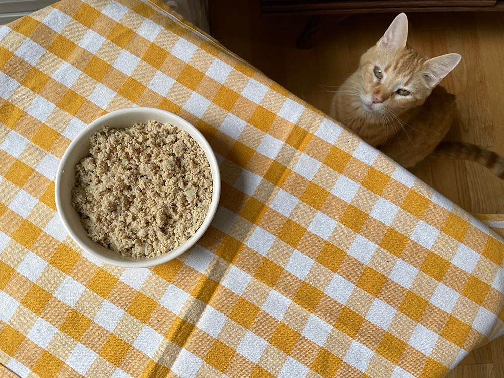 a tabby cat looking at a bowl of smalls smooth bird recipe