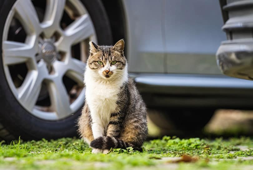 a tabby cat sitting on grass near a car