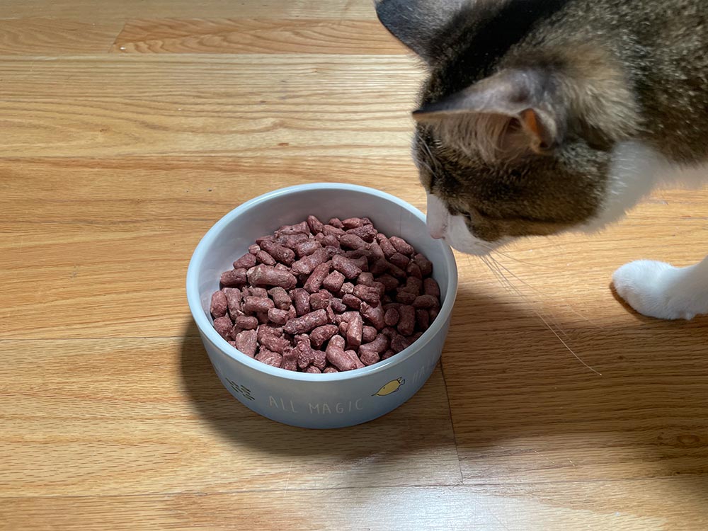 a tabby cat sniffing smalls freeze-dried raw other bird recipe on a bowl