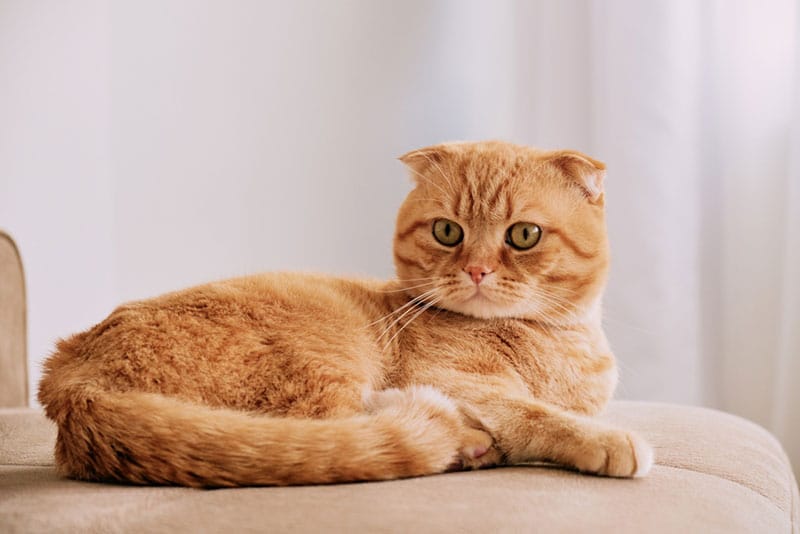 a tabby scottish fold cat lying on the couch