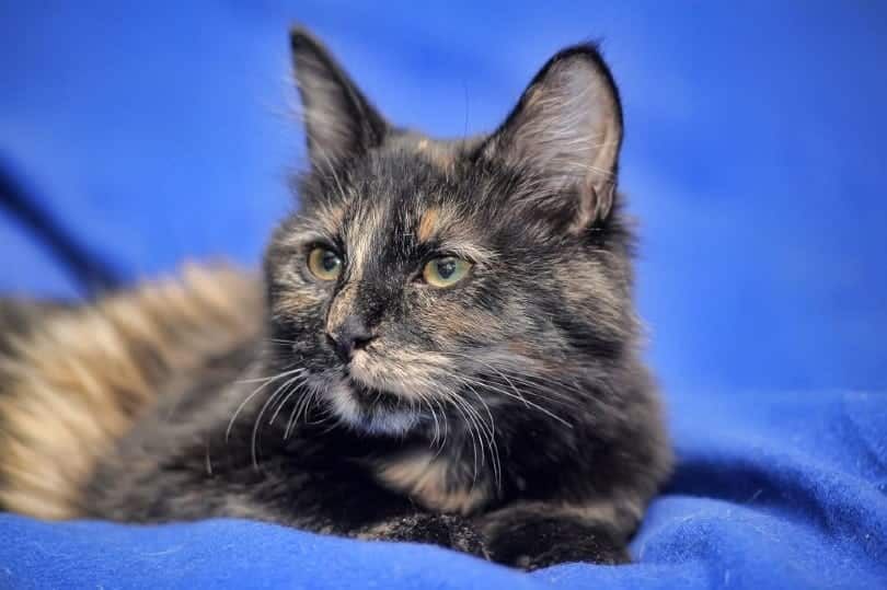 a tortie somali cat