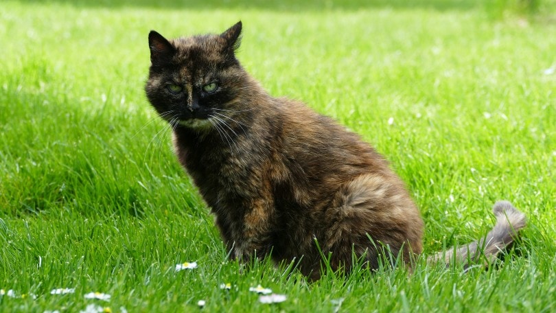 a tortoiseshell cat sitting on the grass