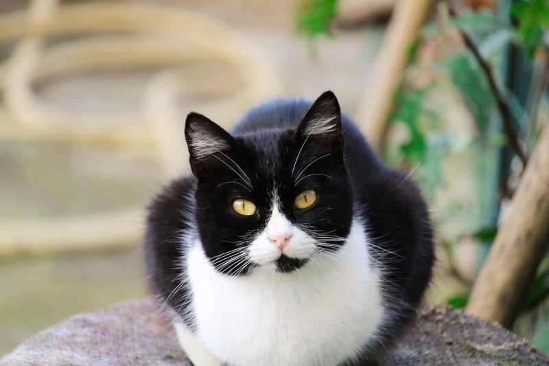 a tuxedo cat lying on trunk