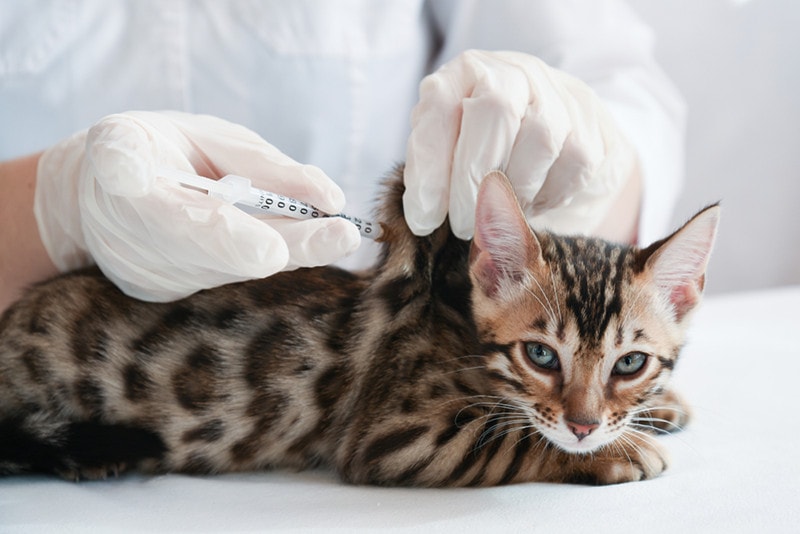 a vet makes a subcutaneous injection to the kitten