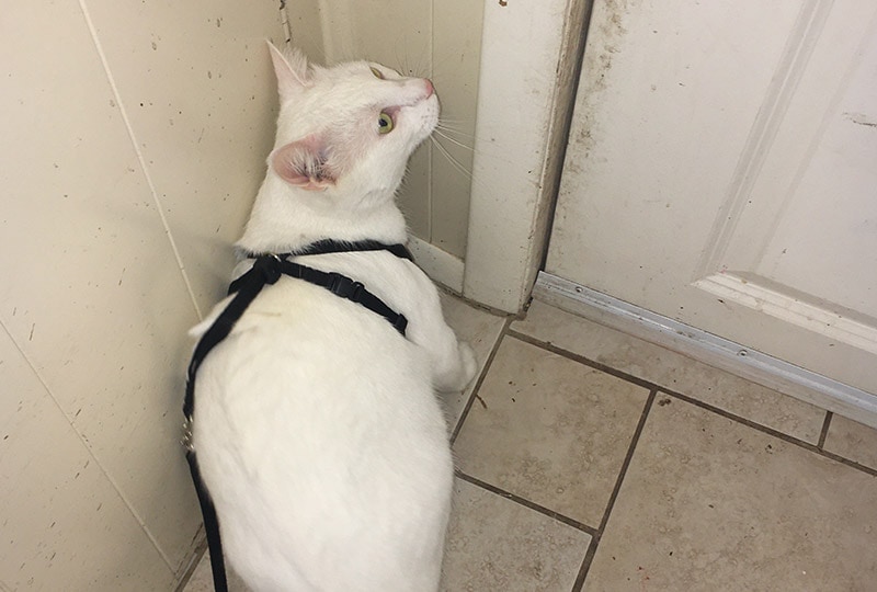 a white cat wearing the outdoor bengal cat harness and leash