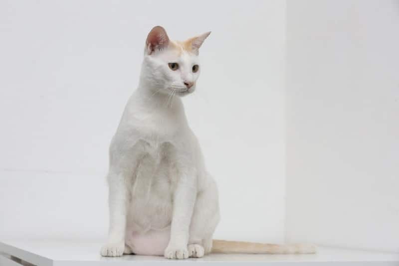 a white cat with primordial pouch