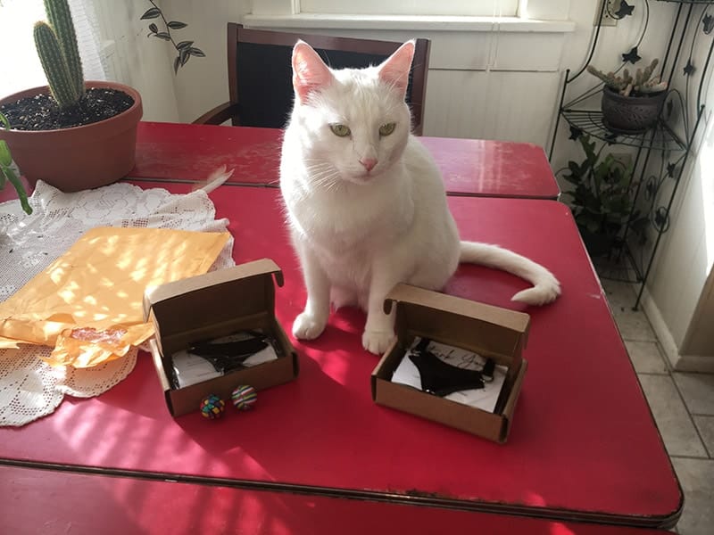 a white cat with the outdoor bengal cat harness and leash in their packaging