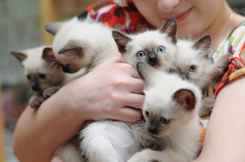 a woman holding siamese kittens in her arms