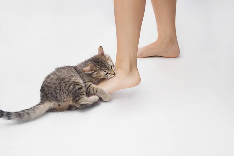 a young tabby cat bites a woman's feet