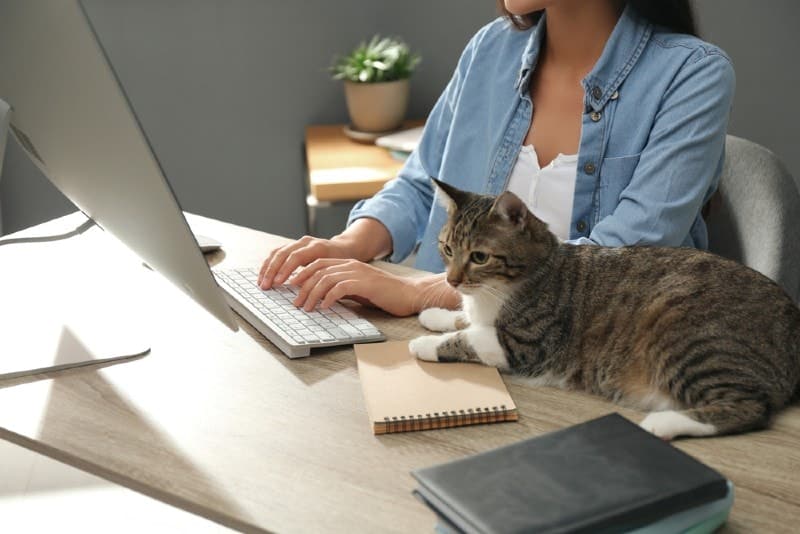 a young woman or cat owner working in the office with cat