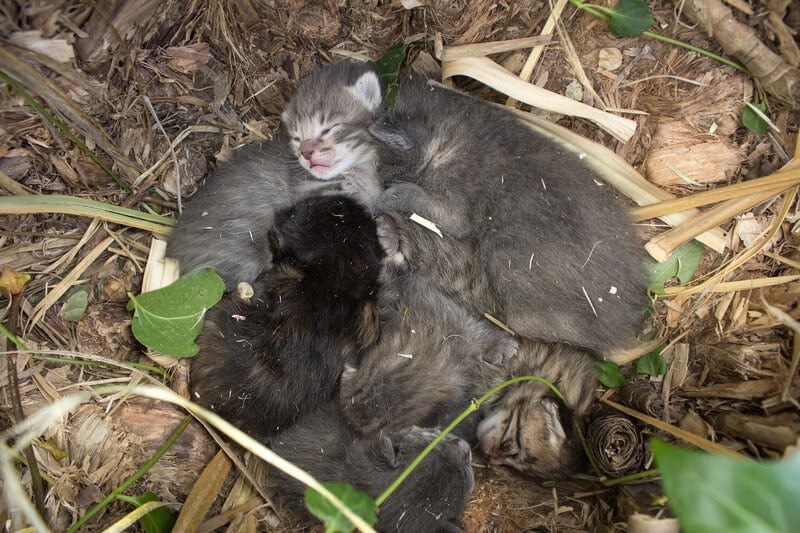 abandoned newborn kittens