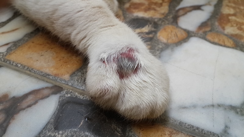 abscess and inflammation on cat's foot