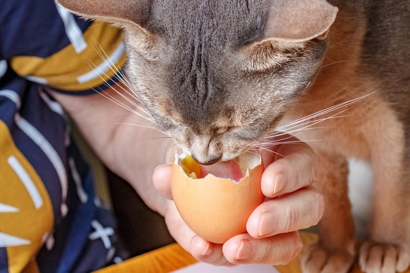 abyssinian cat an liquid yolk_Vladimir Zhupanenko_sshutterstock