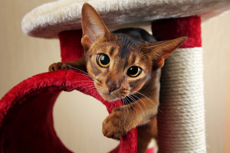 abyssinian cat jumps out of cat tree